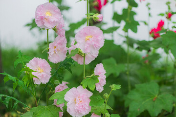 Colorful and beautiful hibiscus flowers bloom in summer