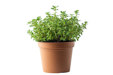 Fototapeta premium Lush green thyme plant thriving in a terracotta pot against a stark black background on transparent background