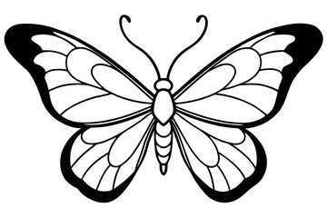 butterfly on white background