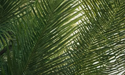 Fototapeta premium Intricate emerald green palm frond texture, sun-dappled , summer background, organic texture, vegetation