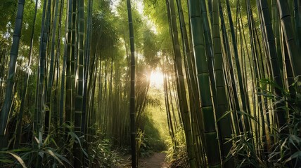 Sunlight streams through tall green bamboo stalks in a forest