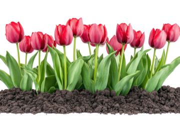 Vibrant red tulips blooming in rich soil against a black background showcasing their delicate on transparent background