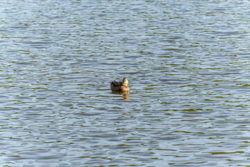 A duck is swimming in a lake. The water is calm and clear