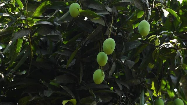 Growing Big Green Raw Mango Fruits In Plant In Nature.