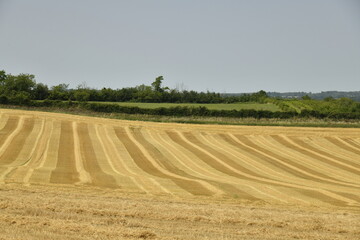 Lignes dans un champ de blé après moisson au pied de la colline du château médiéval à...