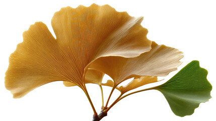 Naklejka premium Golden Ginkgo Leaves: Delicate ginkgo leaves display a spectrum of gold, embodying the timeless elegance of autumn's beauty. A symbol of serenity.
