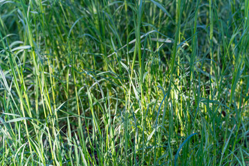 A field of grass with tall green stalks. The grass is very tall and is growing in a field