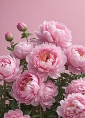 Fototapeta premium Densely packed pink peonies, soft pink backdrop, delicate petals , summer, background, blossom