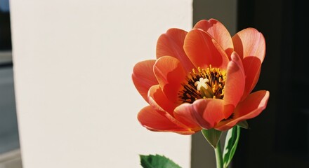 Close-up of an orange tulip