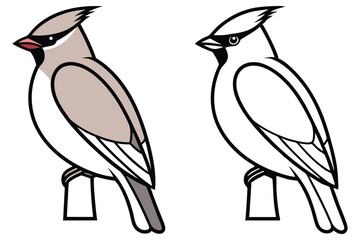 Two waxwing birds are perched, one colored and the other in black outline on white