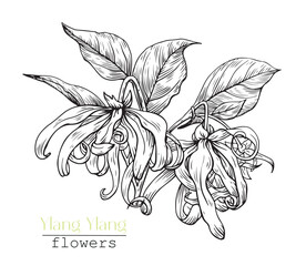 Ylang Ylang flowers. Hand drawn sketch, black and white graphics element. Engraved Vector botanical illustration for design cosmetic, perfumery, package, branding. Medicinal plant