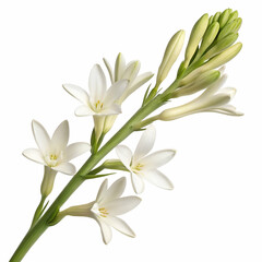 Naklejka premium Tuberose 3D rendered flower gracefully isolated on a white background with soft white petals and intricate textures 