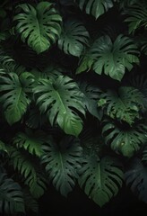 Deep green tropical leaves and vines, black background  Mysterious, shadowy, dense foliage , dark, black, mystery