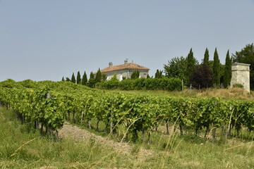 L'un des vignobles avec plantation lignée sous un ciel bleu près de Villebois-Lavalette en...