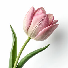 Tulip 3D rendered flower beautifully isolated on a white background with realistic texture and vibrant design
  
