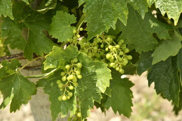 Raisins en début de croissance en juin dans l'un des vignobles près de Villebois-Lavalette en Charente 
