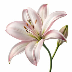 Fototapeta premium Lily 3D rendered flower delicately isolated on a white background with intricate details and vibrant white petals 