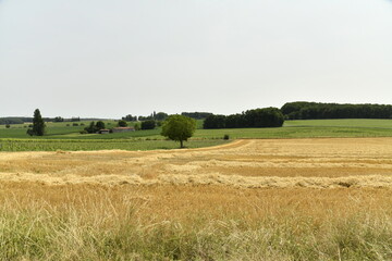 Fototapeta premium Champ de blé après moisson sous un ciel clair près de Villebois-Lavalette 