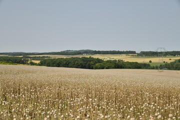 Champ de blé sous un ciel bleu près de Villebois-Lavalette en Charente 