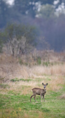 Young roe deer in  in Hortobagy National Park, UNESCO World Heritage Site, Puszta is one of largest meadow and steppe ecosystems in Europe, Hungary