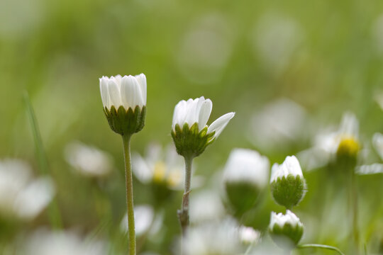 daisies in the early morning with closed petals, daisies in the meadow, white flower heads in the meadow, white flowers between blades of grass, Bellis perennis