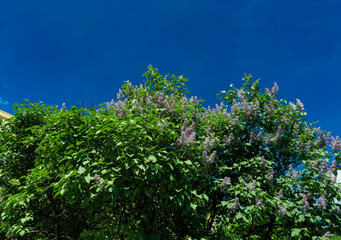 Purple Lilac Flowers Blooming on Tree in Spring Park