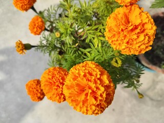 Yellow Marigold flowers blooming on trees at winter. Beautiful Floral nature background. Tagetes species of annual or perennial, mostly herbaceous plants.