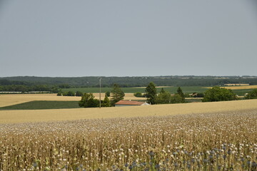 Champ de blé sous un ciel bleu près de Villebois-Lavalette en Charente 