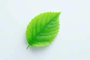 Obraz premium single green leaf on vast white background represents nature simplicity and elegance