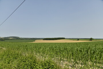 Champ de maïs en pleine croissance sous un ciel clair près du bourg de Champagne au Périgord Vert  © Photocolorsteph