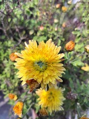 Floral background with small yellow Chrysanthemum flowers and petals. Beautiful natural flower bed.
