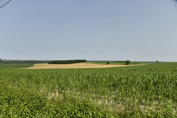 Champ de maïs en pleine croissance sous un ciel clair près du bourg de Champagne au Périgord Vert  © Photocolorsteph
