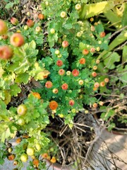 Floral background with small yellow Chrysanthemum flowers and petals. Beautiful natural flower bed.
