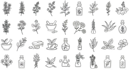 Herbal Remedies Collection Line Art Botanical Illustrations © Basecamp