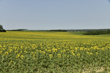 Champ de tournesols sous un ciel serein près du bourg de Champagne au Périgord Vert  © Photocolorsteph