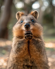 cute quokka