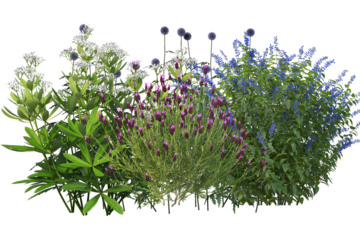 Shrub with diverse flowers, isolated collection of grasses bushes and small plants