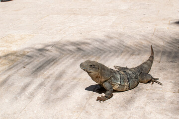 Iguana at a Cancun resort 