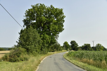 arbres le long d'une route de campagne près du bourg de Champagne au Périgord Vert  © Photocolorsteph