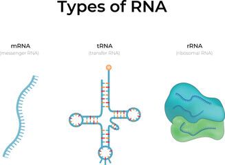 Types of RNA: mRNA, tRNA, and rRNA Design Vector Illustration