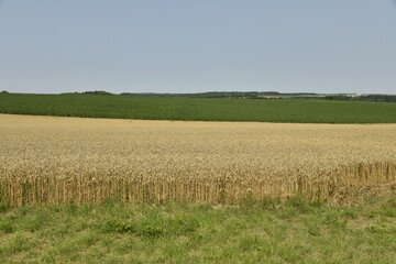 Champ de blé après moisson sous un ciel bleu près du bourg de Champagne au Périgord Vert 