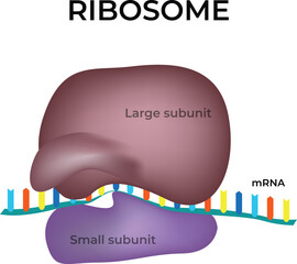 Ribosome: The Protein Synthesis Machine Design Vector Illustration