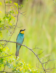 European bee-eater, Merops apiaster, Palava, Southern Moravia, Czech Republic