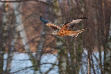 Red kite (Milvus milvus)