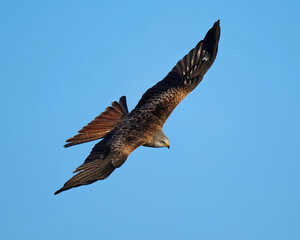 Red kite (Milvus milvus)