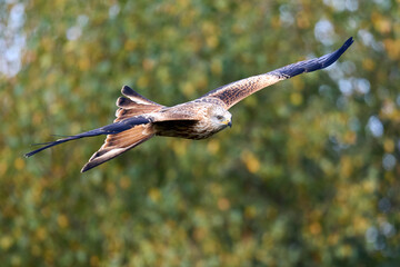 Red kite (Milvus milvus)