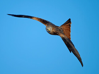 Red kite (Milvus milvus)
