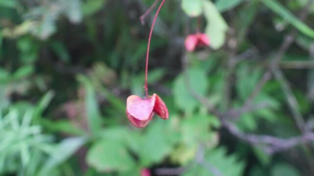 Flowers and berries of the Euonymus planipes or Euonymus sachalinensis. Englisch name of this plant is flat-stalked spindle