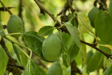 Prunes typiques du Périgord encore vertes au bourg de Champagne au Périgord Vert 