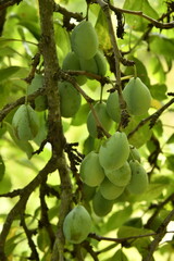 Prunes typiques du Périgord encore vertes au bourg de Champagne au Périgord Vert  © Photocolorsteph
